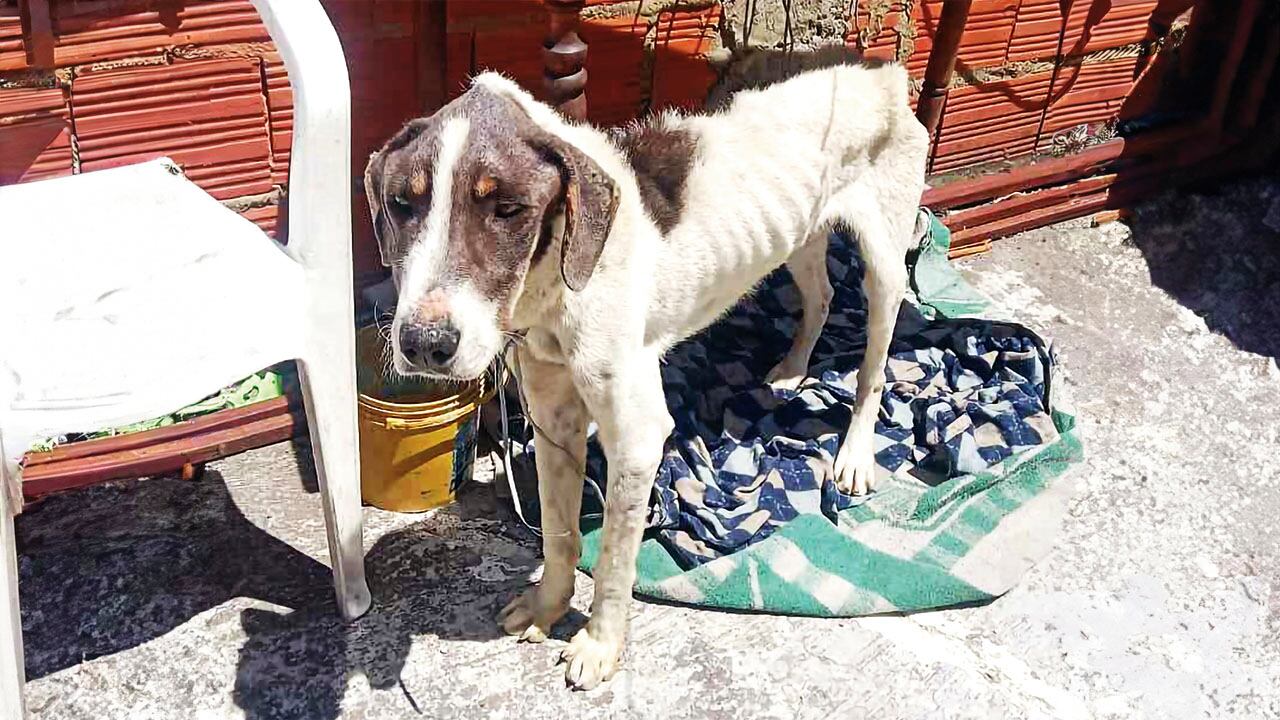 Colombia avanza en la protección animal