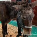 La Fiscalía imputó el delito de maltrato animal a Luis Guillermo Correa Pajón, como presunto responsable de abandonar al animal.