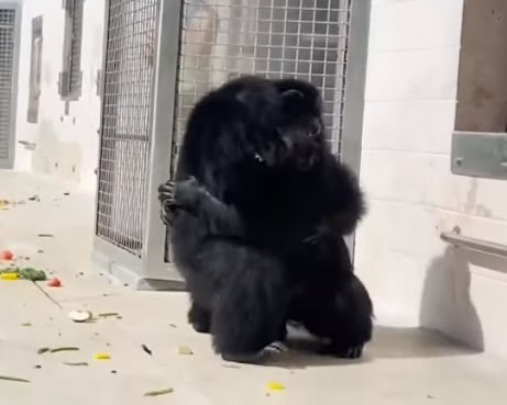 Abrazo de chimpancés