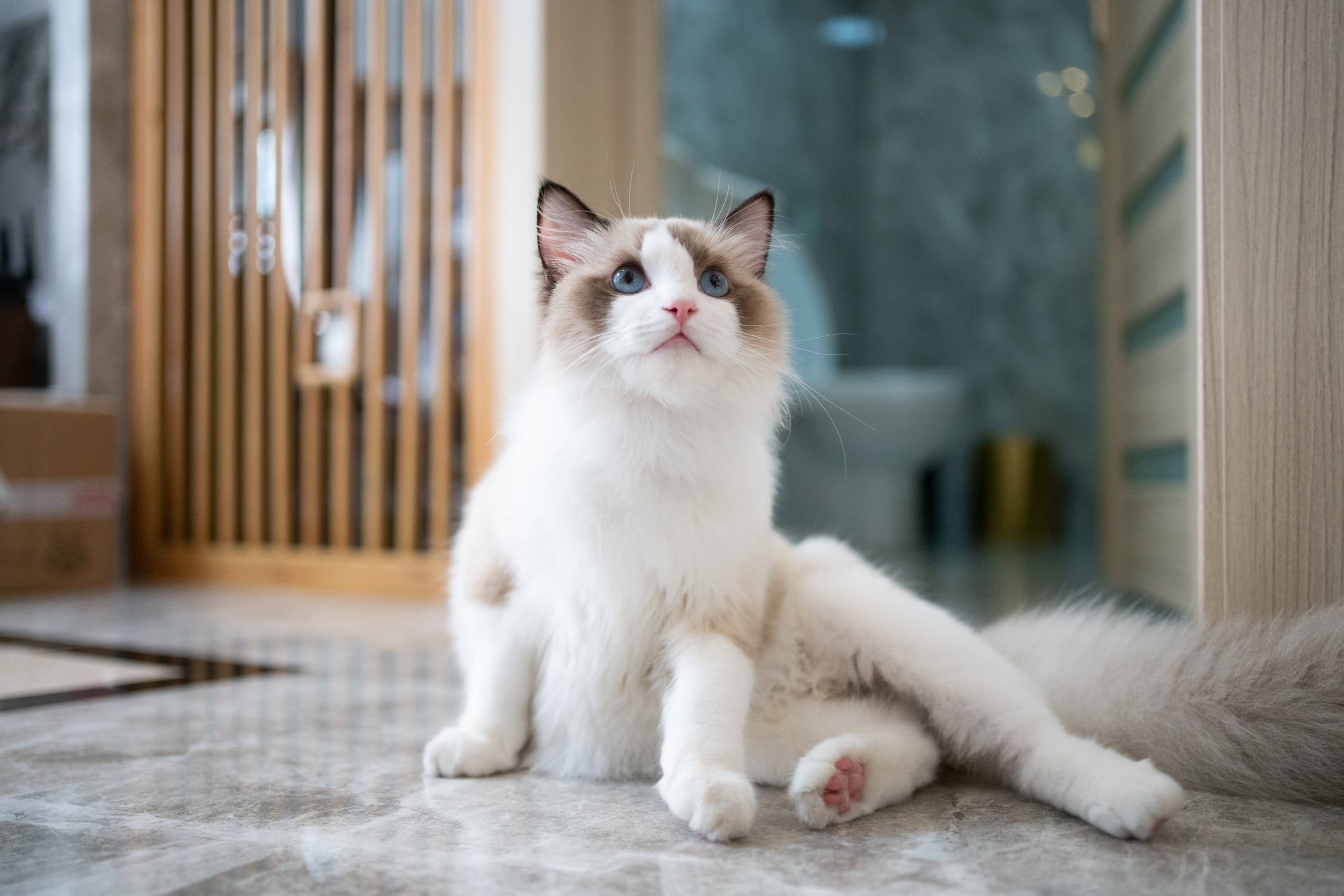 Ragdoll: raza de gato.