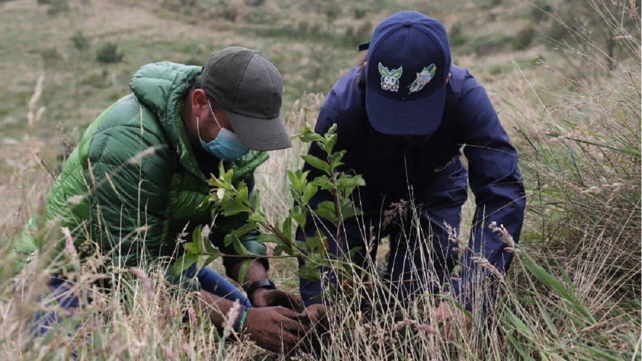 En el páramo de Guerrero se prevé la siembra de 50.000 árboles.