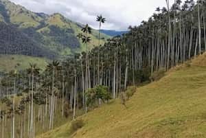 Toche, Tolima, el santuario de palma de cera más grande del mundo