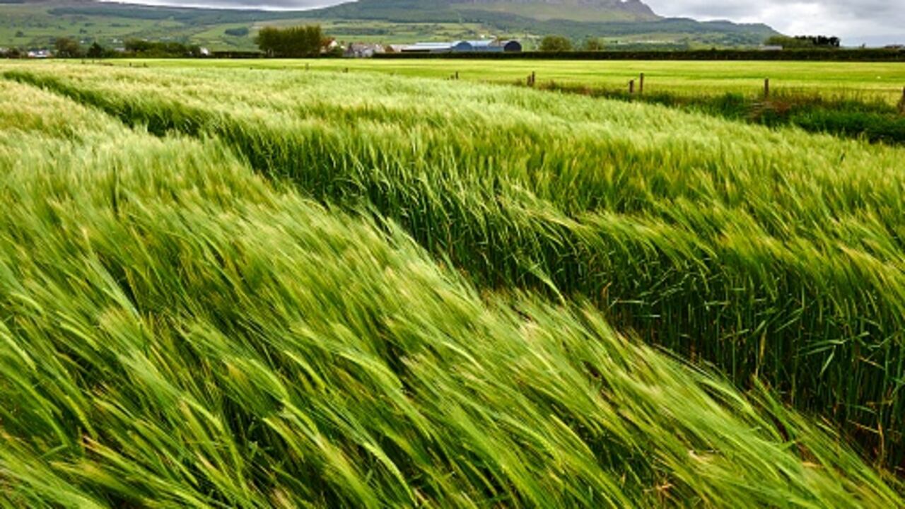 Con el convenio no solo se busca mano de obra, sino la experiencia que tiene Colombia en el sector agropecuario para prestar el servicio de esta labor para proyectos productivos.