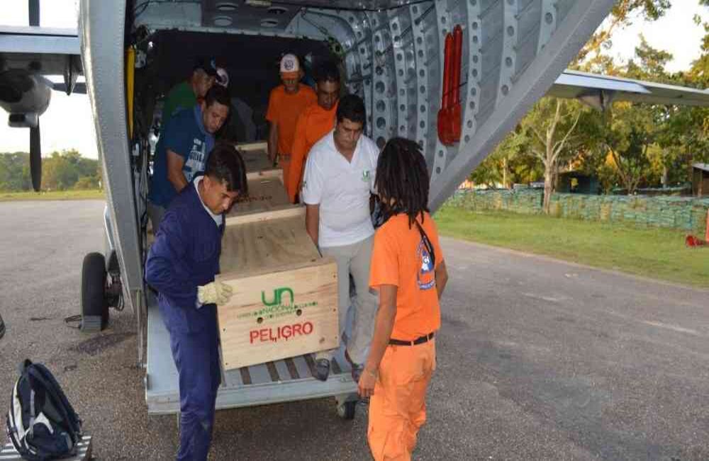Liberación de un cocodrilo llanero a su hábitat en el río Guayabero