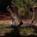 Se ven agujeros excavados después de exhumar cuerpos en la fosa común en Shakahola, en las afueras de la ciudad costera de Malindi, el 25 de abril de 2023. El número de muertos en una investigación vinculada a un culto de Kenia que practicaba la inanición para "conocer a Jesucristo" superó los 400 después de que se encontraron 12 nuevos cuerpos el 17 de julio de 2023, dijo un alto funcionario. (Foto de Yasuyoshi Chiba / AFP)