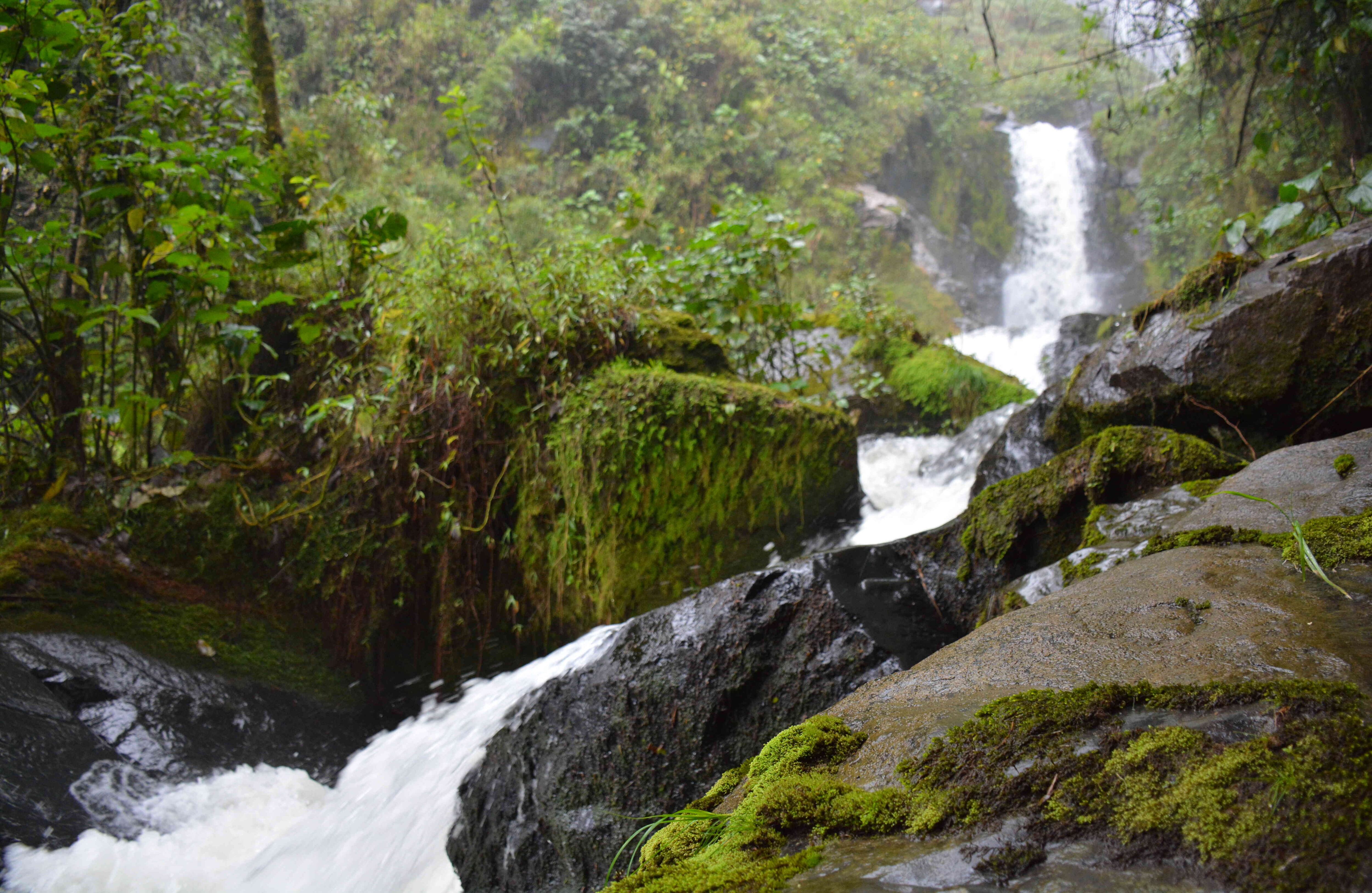 La apuesta del Ingenio Providencia es poner en "marcha el proyecto de conservación ambiental más ambicioso del suroccidente del país". Foto: Ingenio Providencia