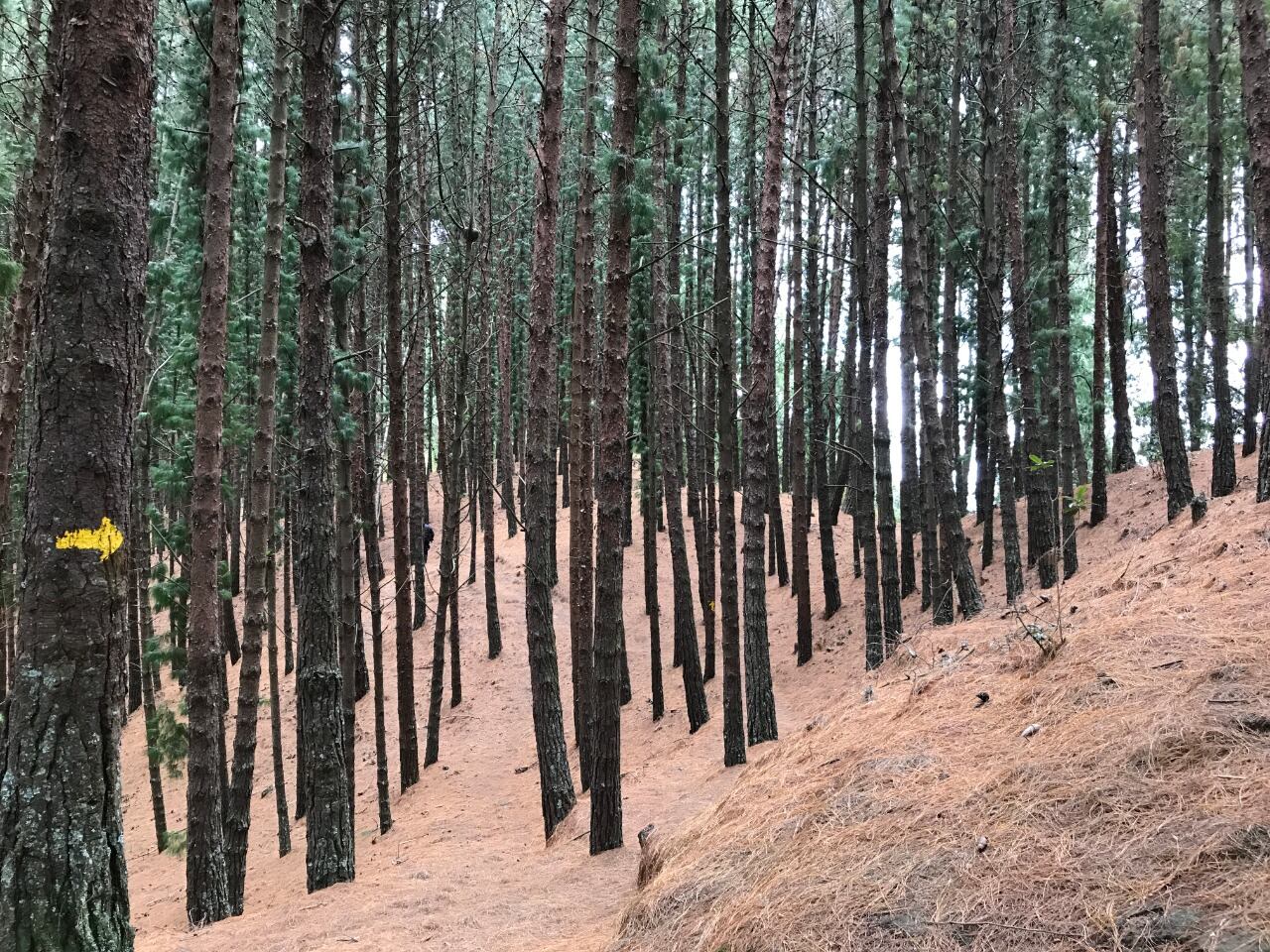 El sendero quebrada la Vieja forma parte de la cuenca media del río Bogotá y de la Reserva Forestal protectora Bosque Oriental de Bogotá.