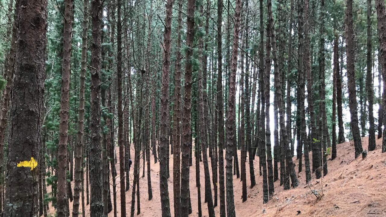 El sendero quebrada la Vieja forma parte de la cuenca media del río Bogotá y de la Reserva Forestal protectora Bosque Oriental de Bogotá.