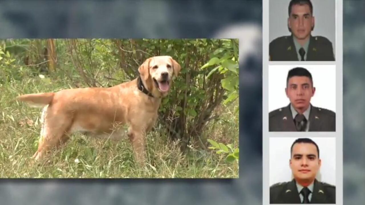 Cami, perro héroe