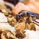 Las cucarachas son insectos que pueden desarrollarse en ambientes húmedos y cálidos.