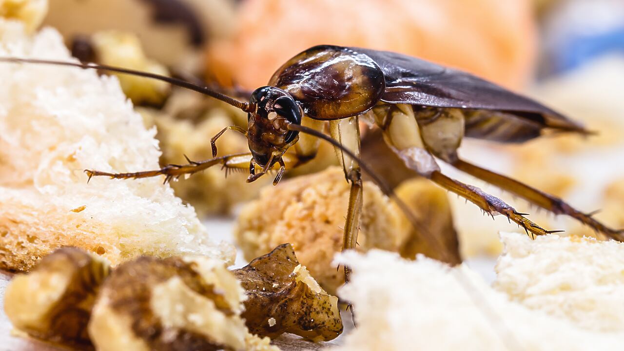 Las cucarachas son insectos que pueden desarrollarse en ambientes húmedos y cálidos.