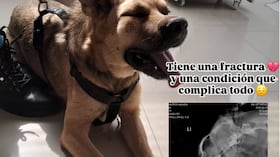 La historia de Mateo, el perro que fue abandonado por tener moquillo y hoy batalla por su vida.