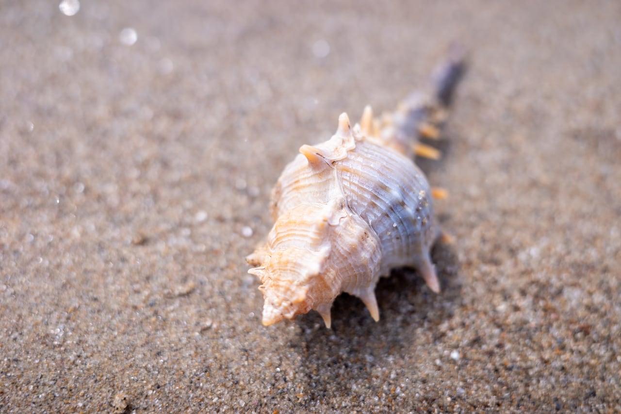 Estos caracoles están asociados a posibles desequilibrios energéticos.