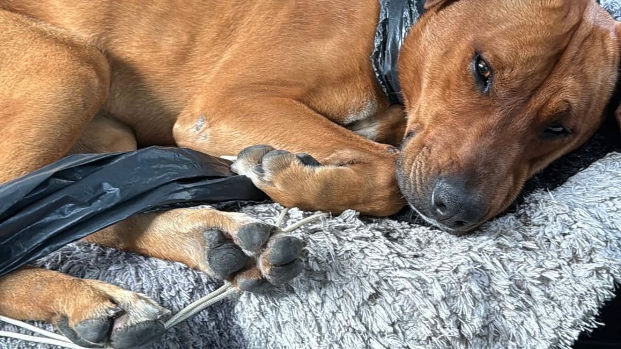 Milo recién rescatado.