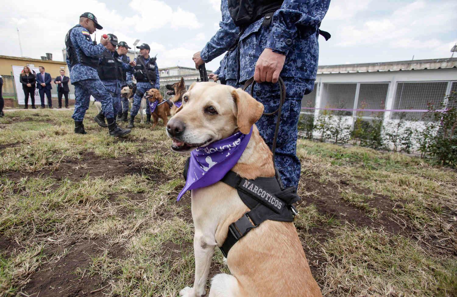 Este programa será un espacio de segundas oportunidades tanto para las mujeres privadas de la libertad, como para los perros adoptados, quienes tendrán tendrán un espacio de resocialización y reconciliación. Foto: Diana Rey Melo