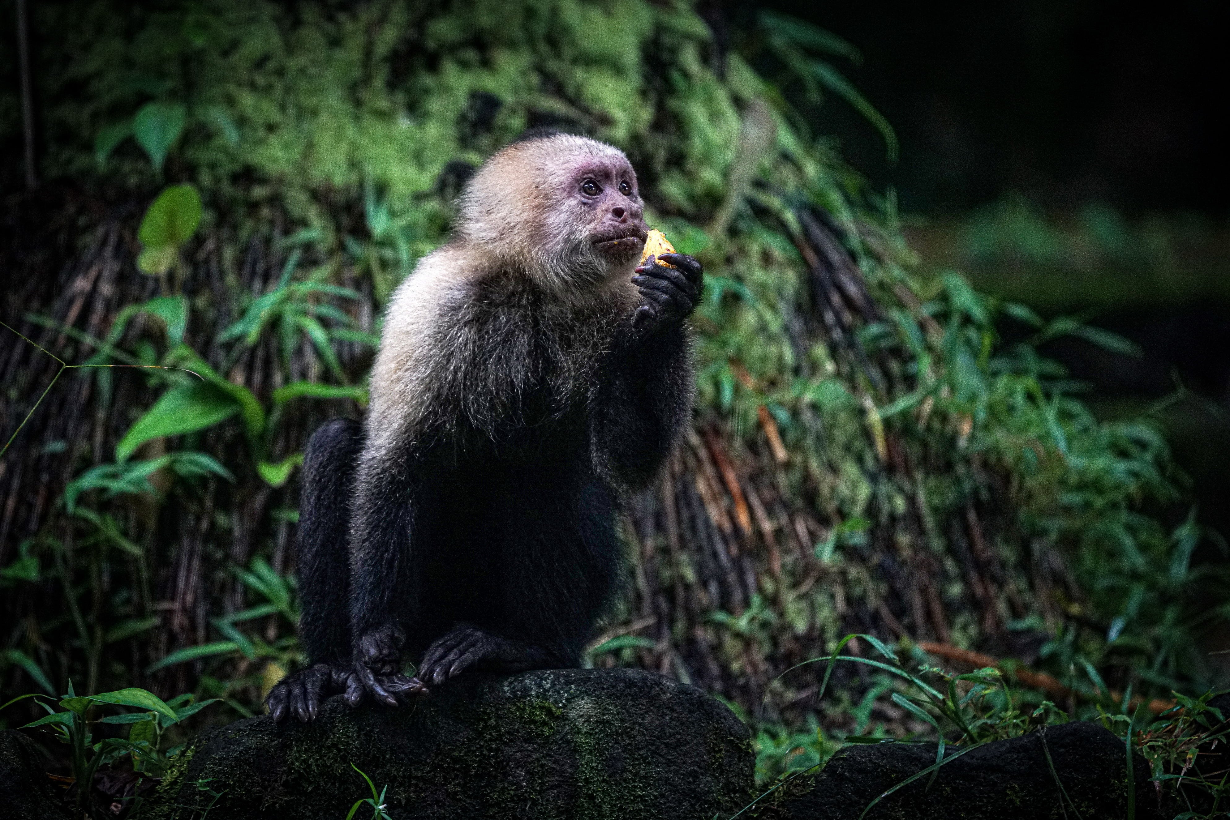 Del 29 de septiembre al 5 de octubre de 2025, Cali será el epicentro mundial de la conservación, la innovación y la acción ambiental con la primera Semana de la Biodiversidad, un evento que proyecta a América Latina y el Caribe como protagonistas en la defensa del planeta. Foto Jorge Orozco