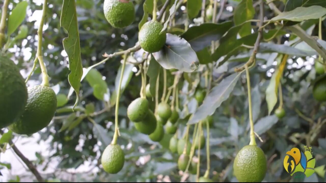 Empresa productora de aguacate recibió una millonaria multa por grave daño ambiental en Salento, Quindío.