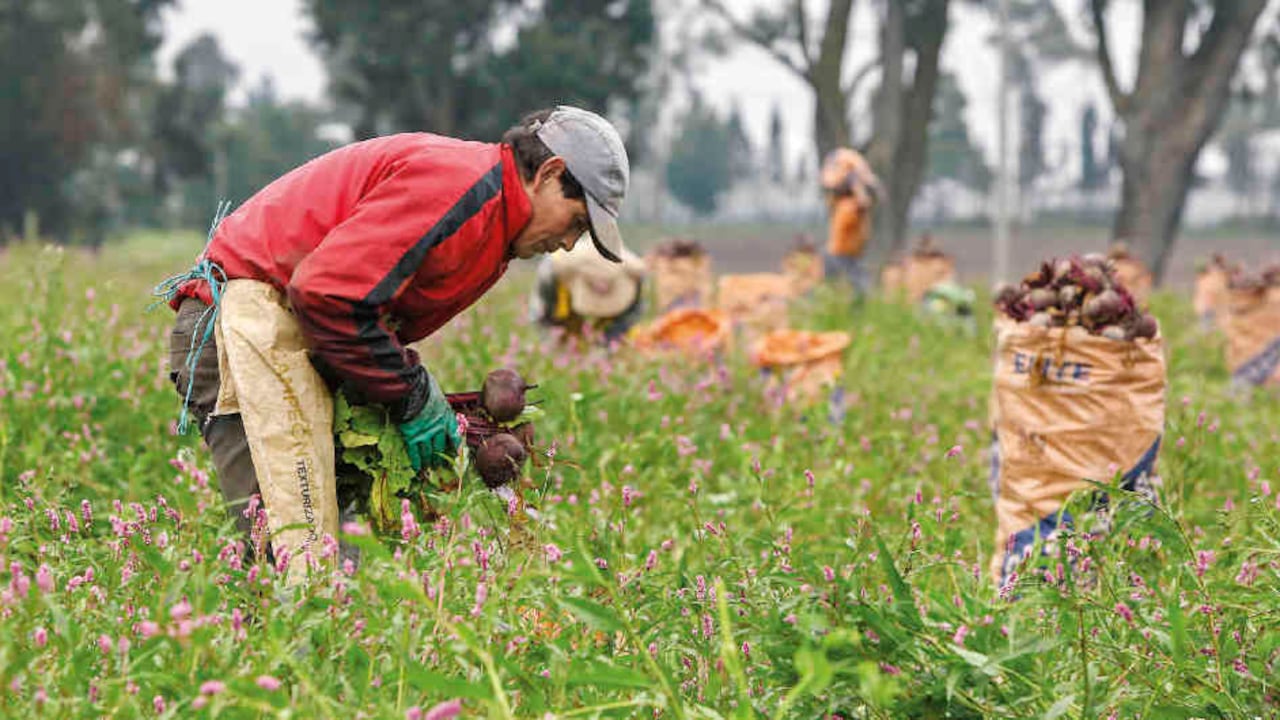 Ha sido muy complejo convertir el agro en una gran empresa donde confluyan pequeños, medianos y grandes productores.