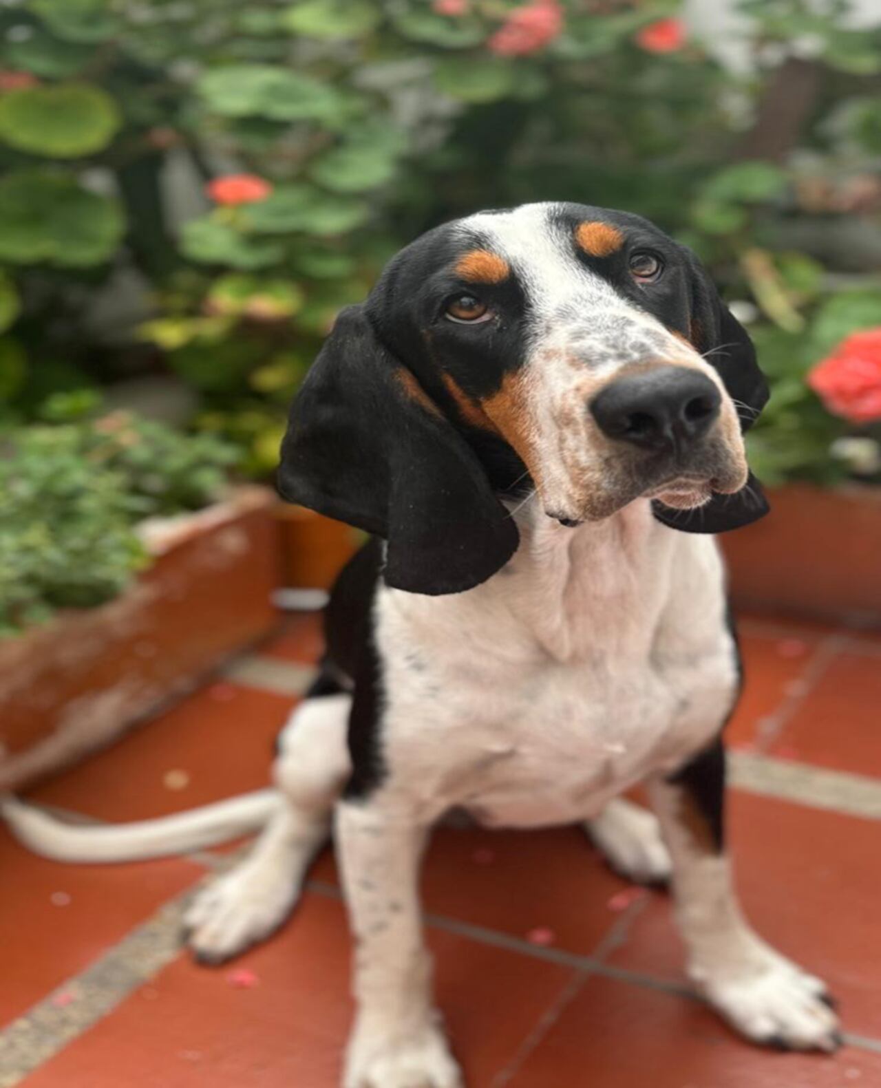 Dulce, perrita desaparecida