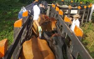 Vacunación del ganado en Colombia