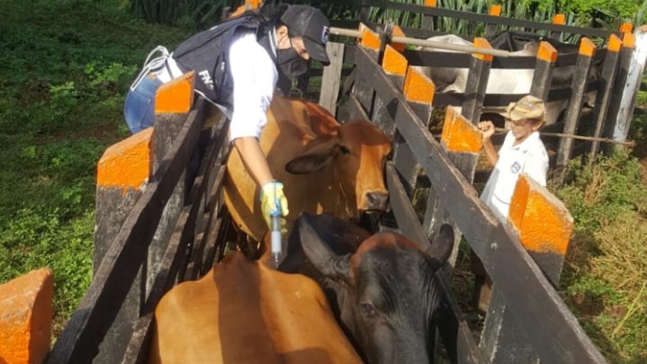 Vacunación del ganado en Colombia