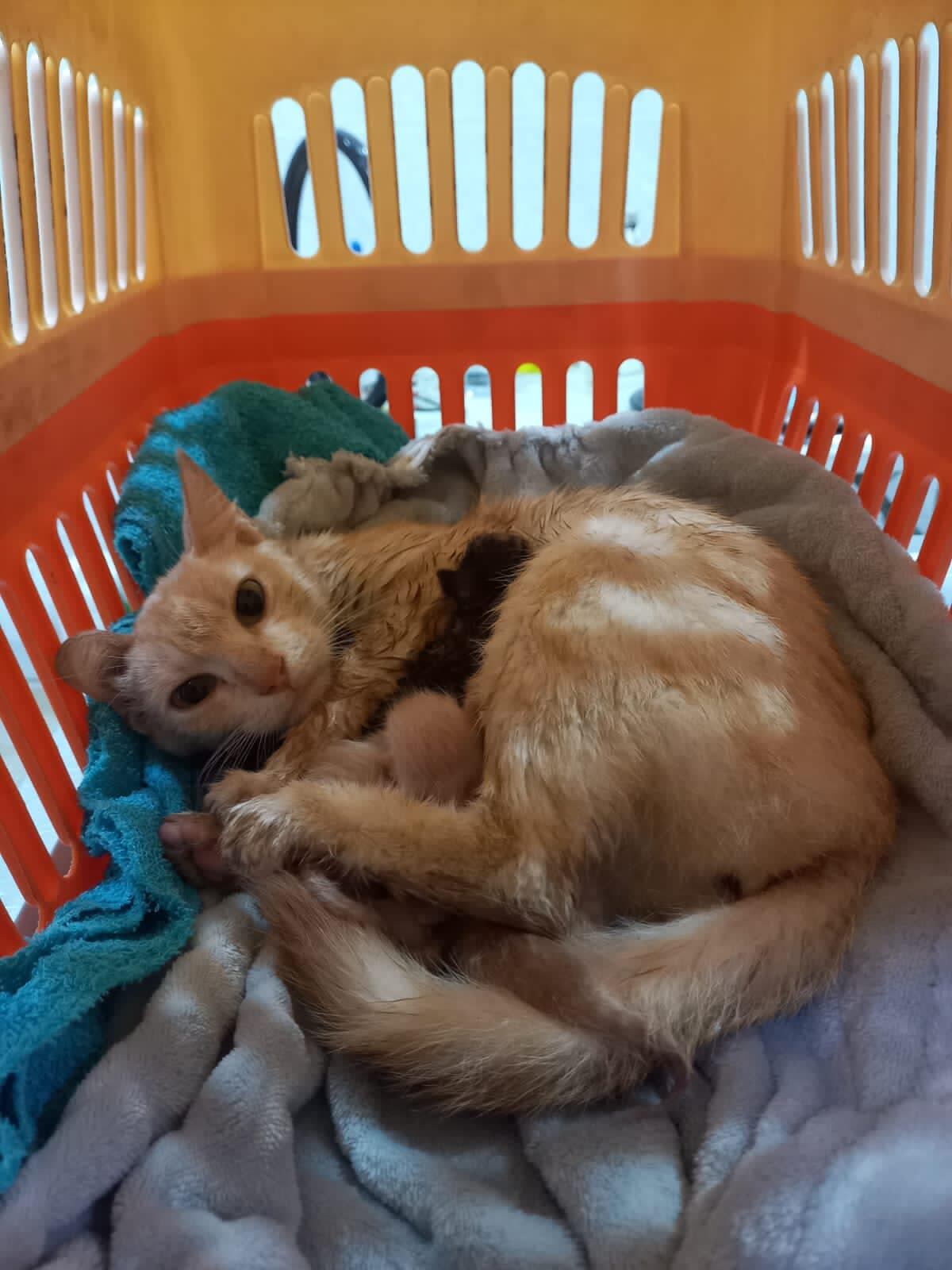 Gatica de año y medio abandonada en Bucaramanga.