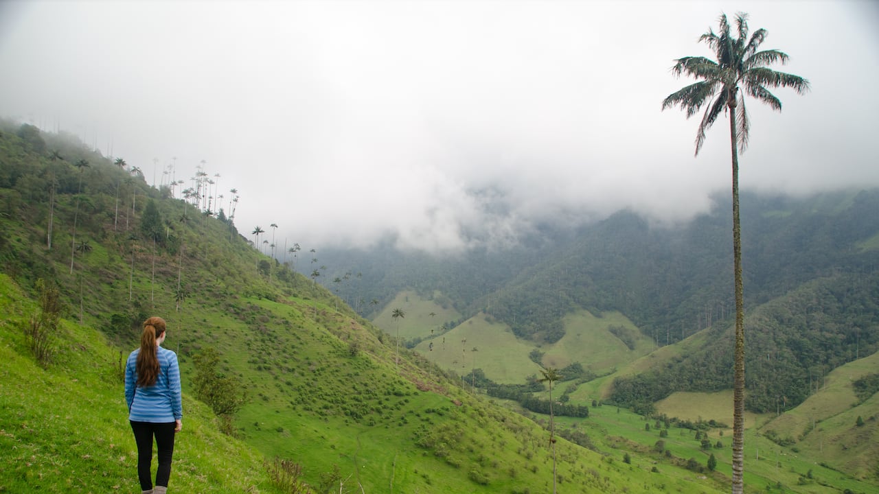 El Valle del Cocora es uno de los imperdibles si se está de paso por Armenia.