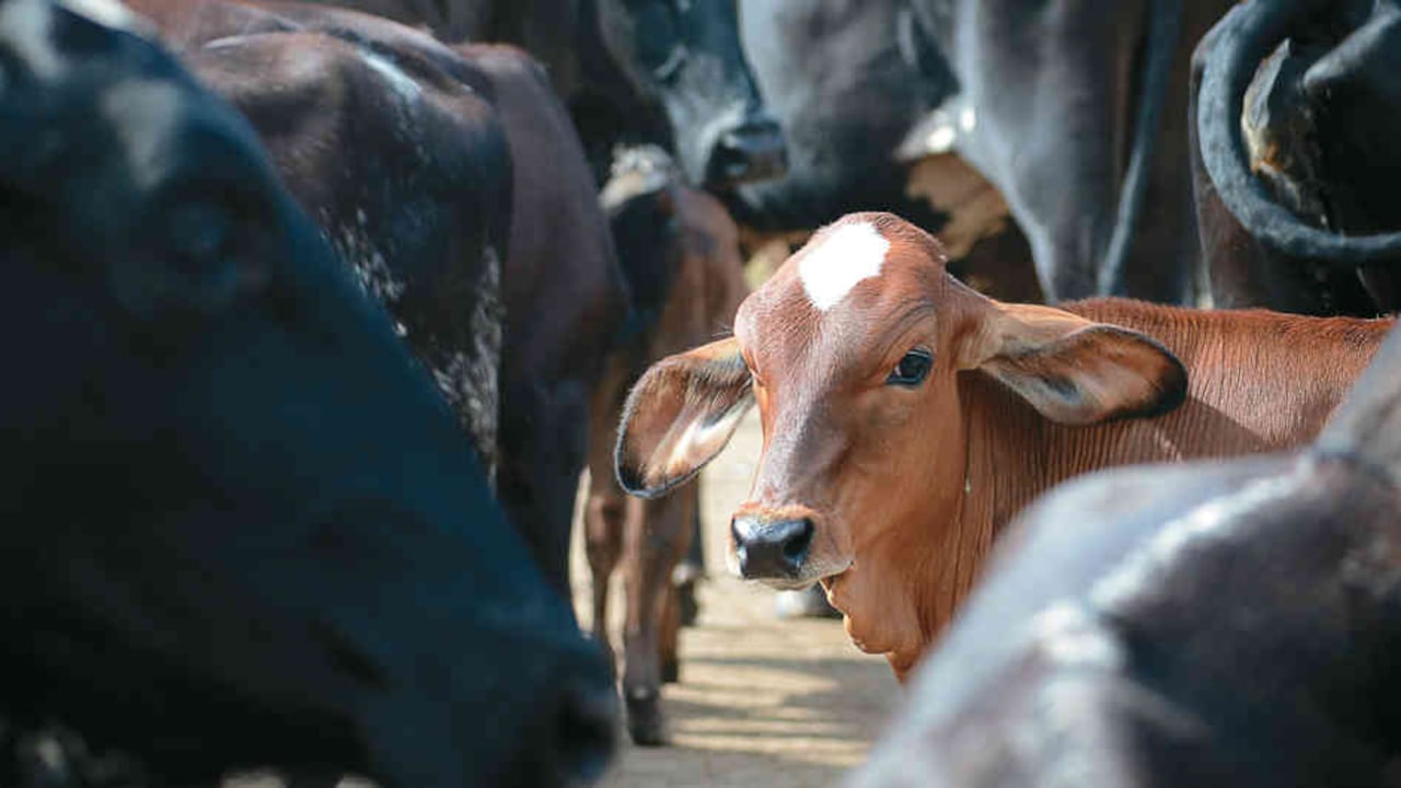 Los animales, de origen venezolano, que sean aprehendidos en los dispositivos de control, serán sacrificados inmediatamente por la autoridad competente