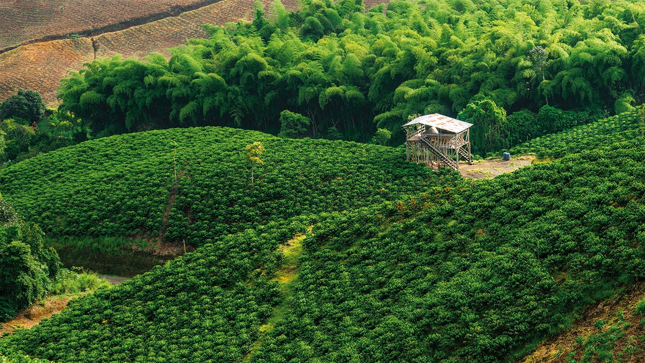 Agricultura, uno de los sectores que debe impulsarse, para que haya crecimiento económico.
