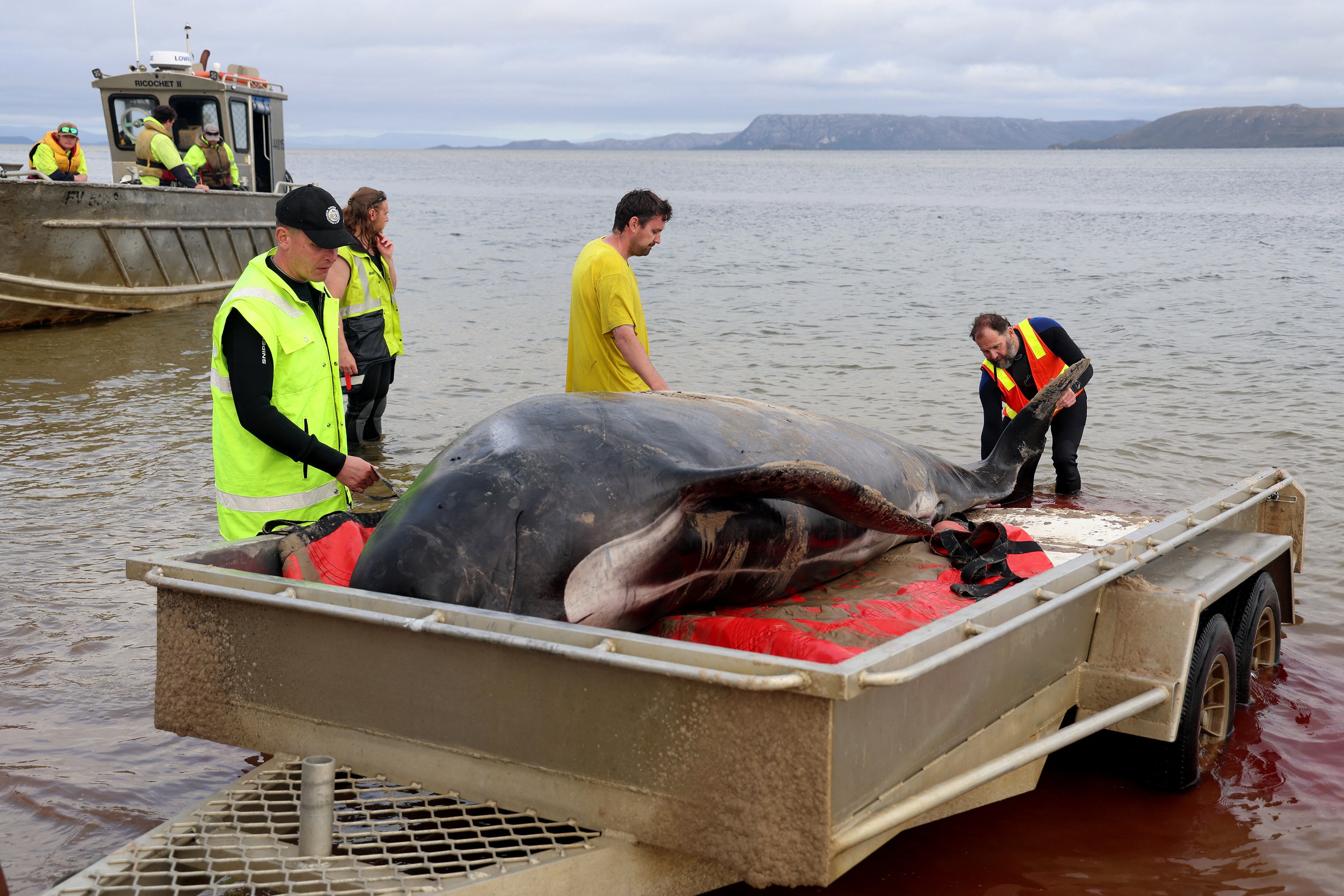 Unas 200 ballenas piloto encalladas en una playa de Tasmania, en el sur de Australia.