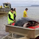 Unas 200 ballenas piloto encalladas en una playa de Tasmania, en el sur de Australia.