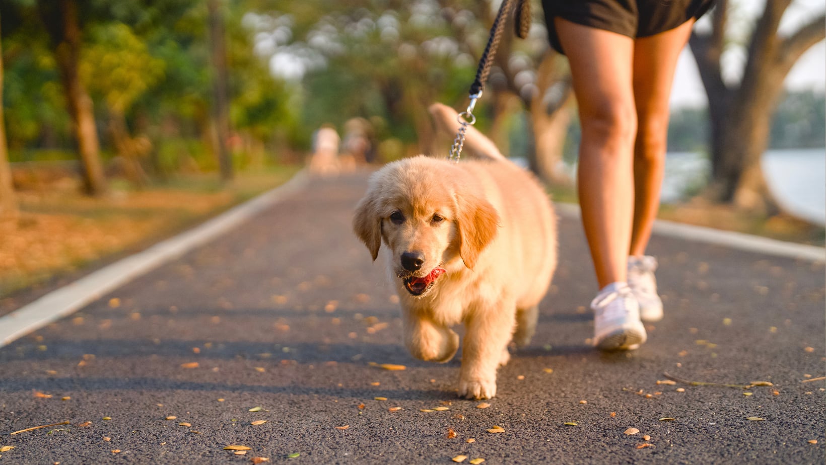 Paseo de mascota.