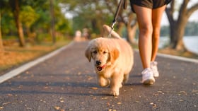 Paseo de mascota.