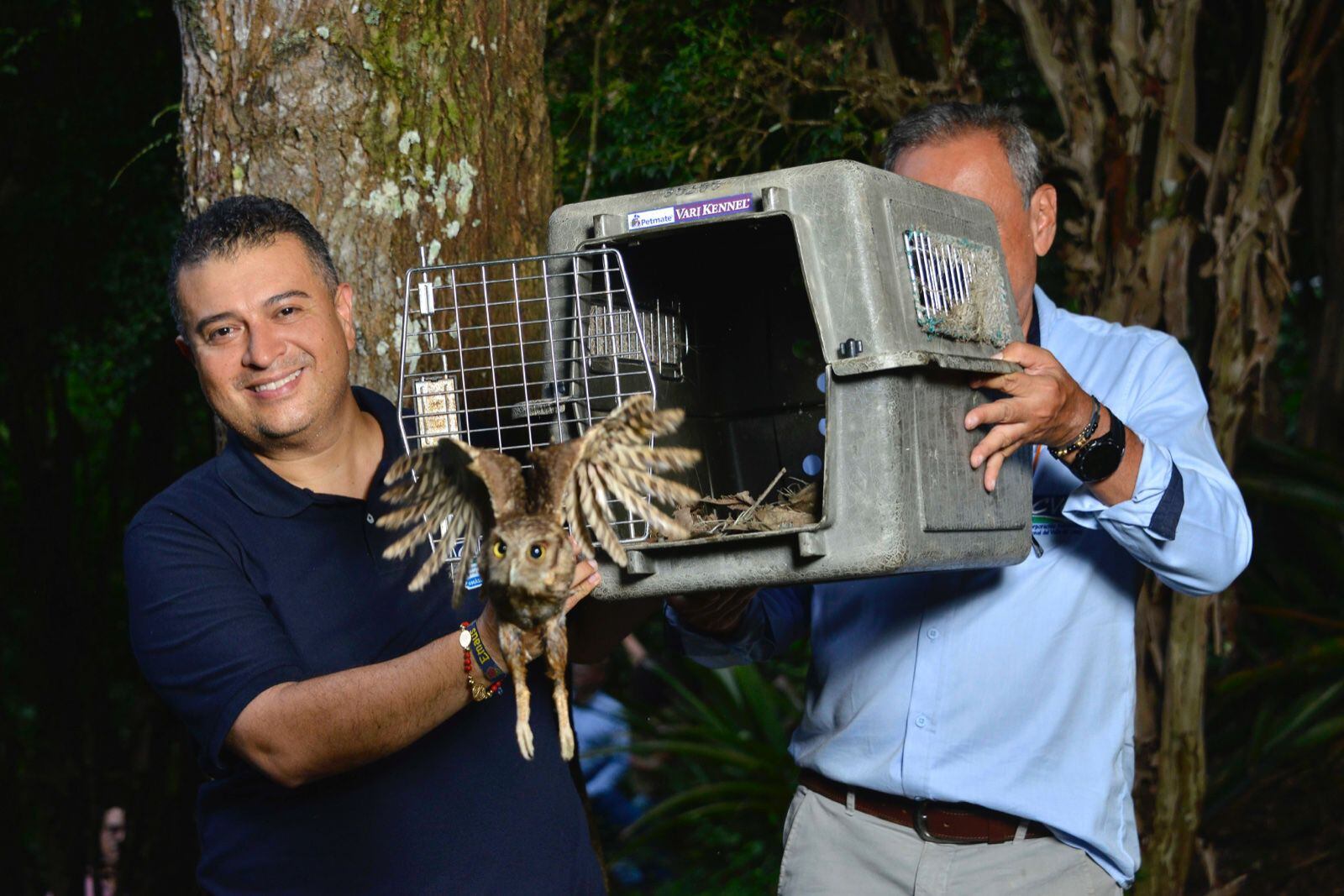 Los búhos fueron rehabilitados para poder subsistir por su cuenta en la naturaleza.