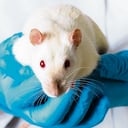 Ratas y ratones son los animales más usados en experimentación científica.