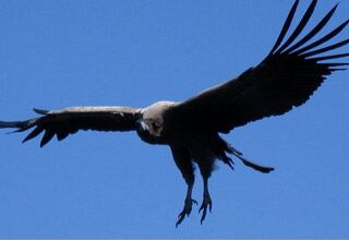 El cóndor
