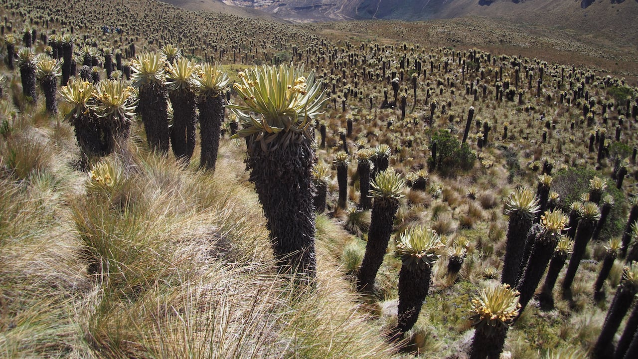 Imagen de referencia de frailejones en el páramo de Berlín.