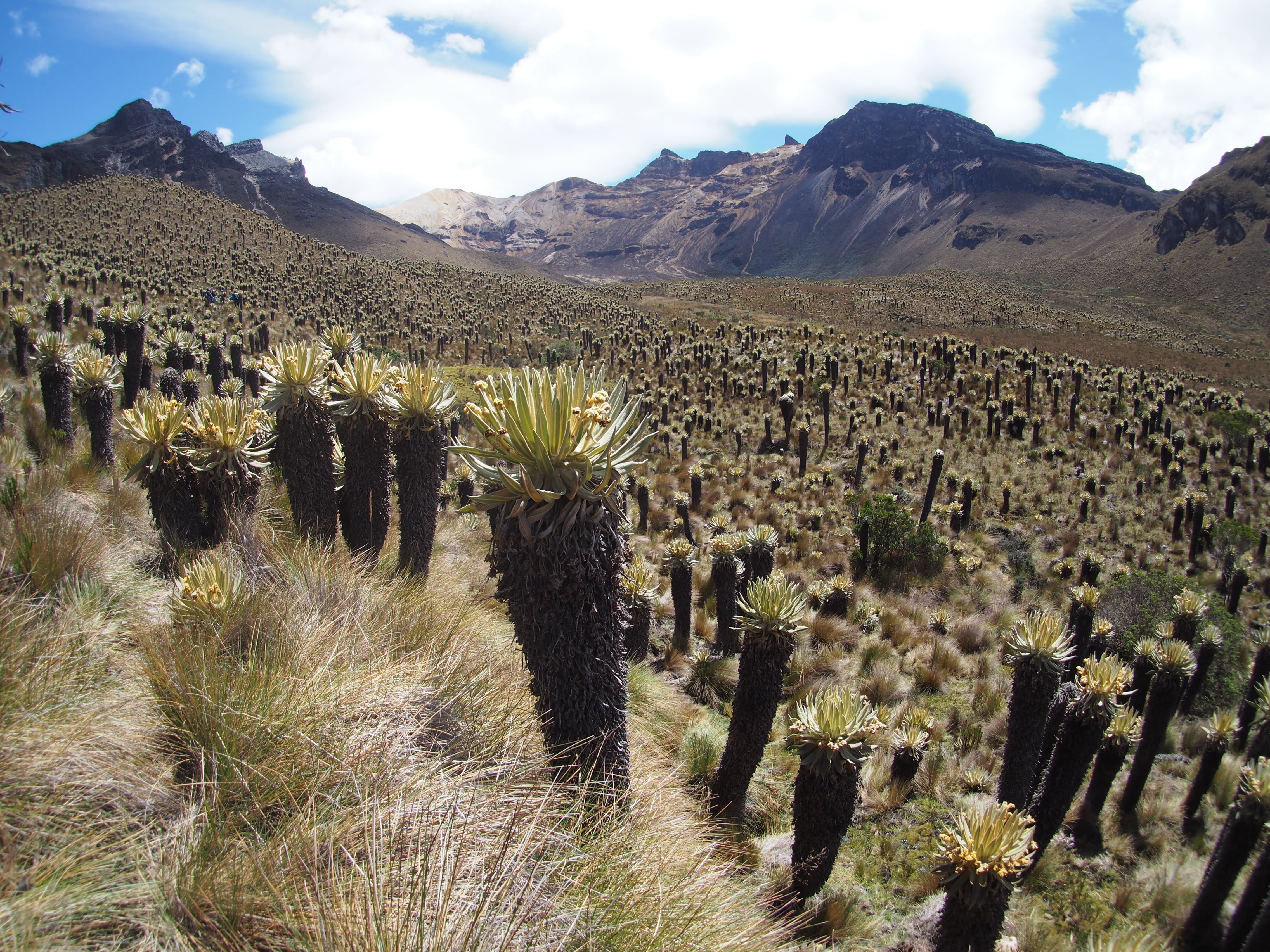Imagen de referencia de frailejones en el páramo de Berlín.