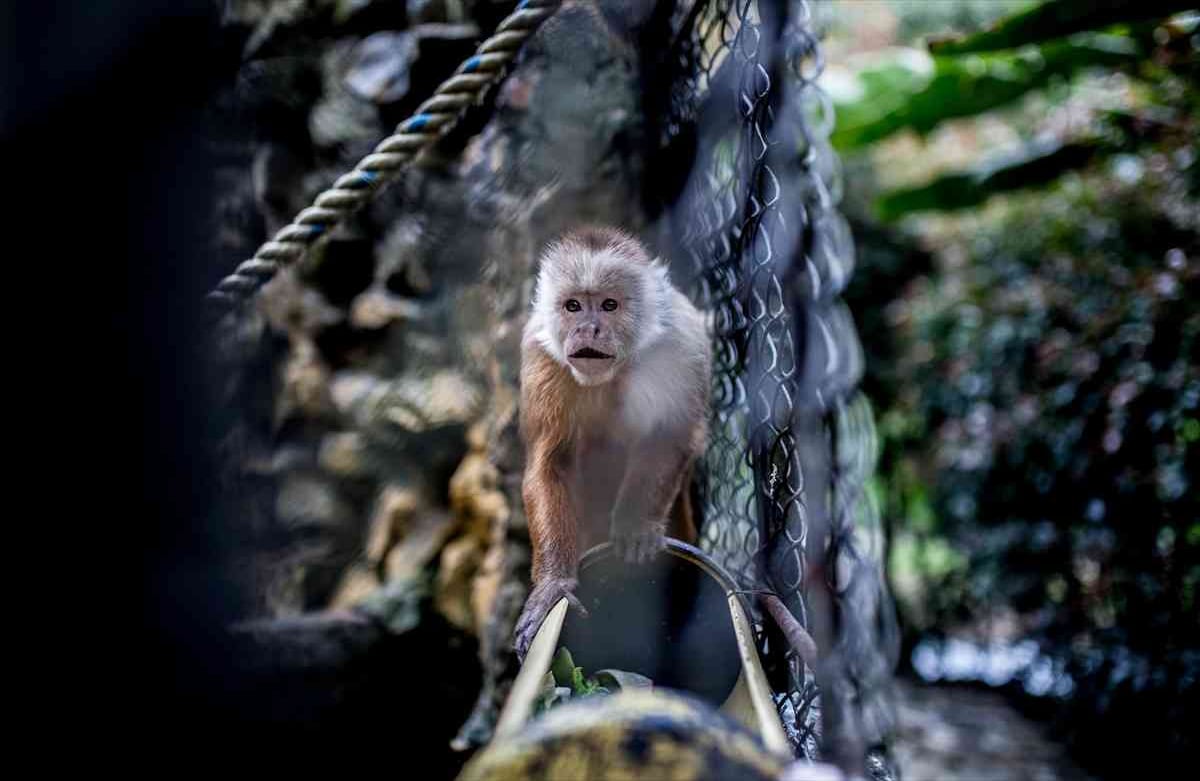 Un Mono capuchino cabeza blanca (Cebus Capucinus) rescatado de trafico ilegal, vive en la Fundación Santa Cruz en San Antonio, Cundinamarca, Colombia, el 2 de agosto de, 2019. Foto: Juancho Torres