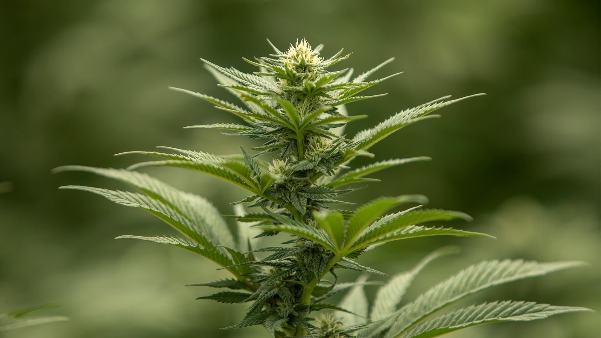 NO USAR, USO EXCLUSIVO MEJOR COLOMBIA, Especial Cancer, Cannabis