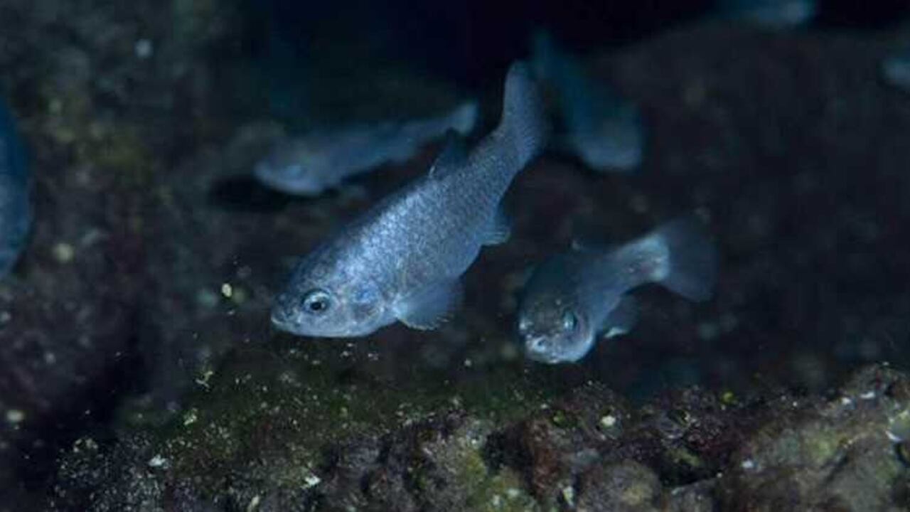 Estos peces no llegan a medir más de 2,5 cm.