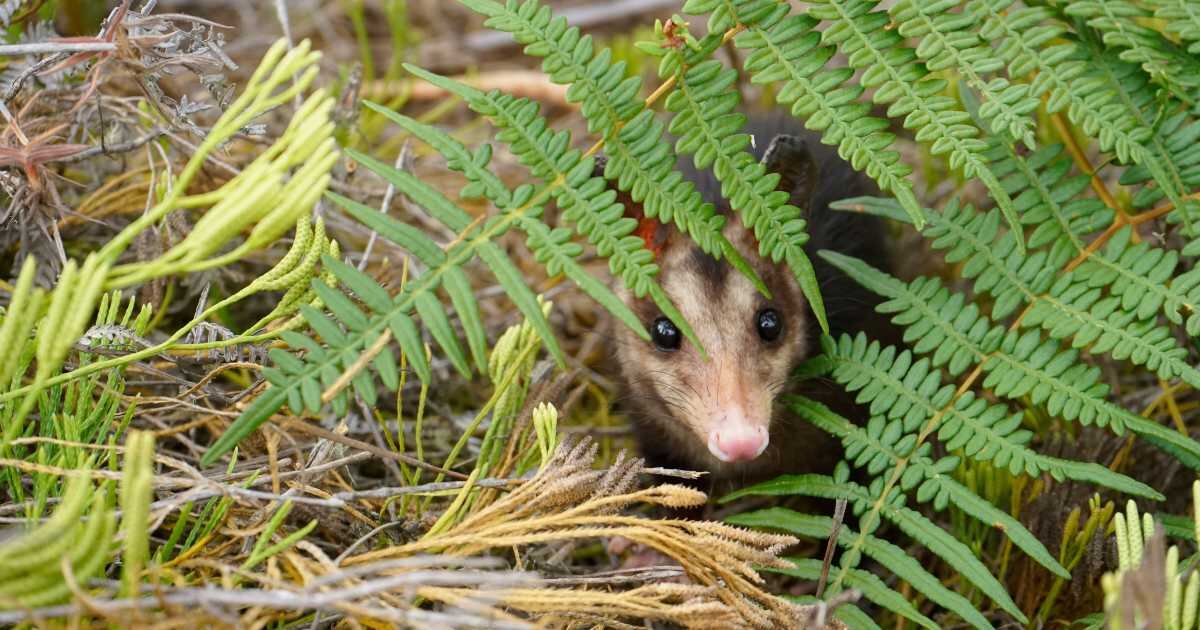 Zarigüeya rescatada y criada en Boyacá.
