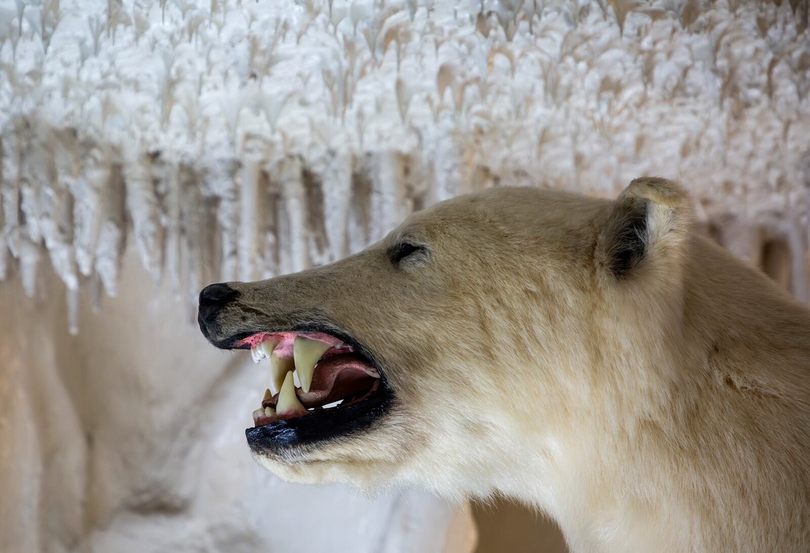 Una característica interesante sobre este museo es que se recorre de acuerdo a la profundidad del mar.