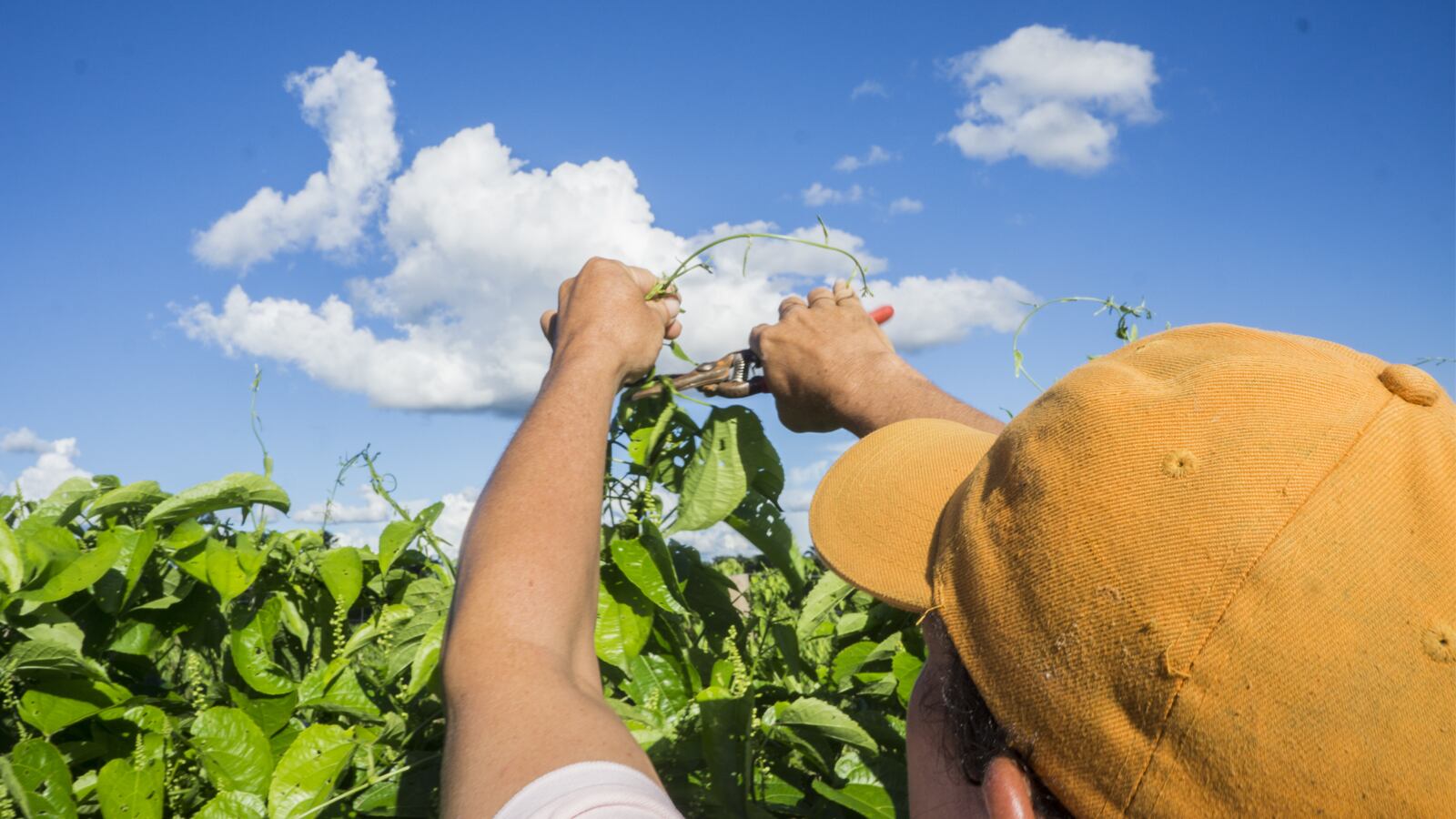 Agricultores de Colombia. 