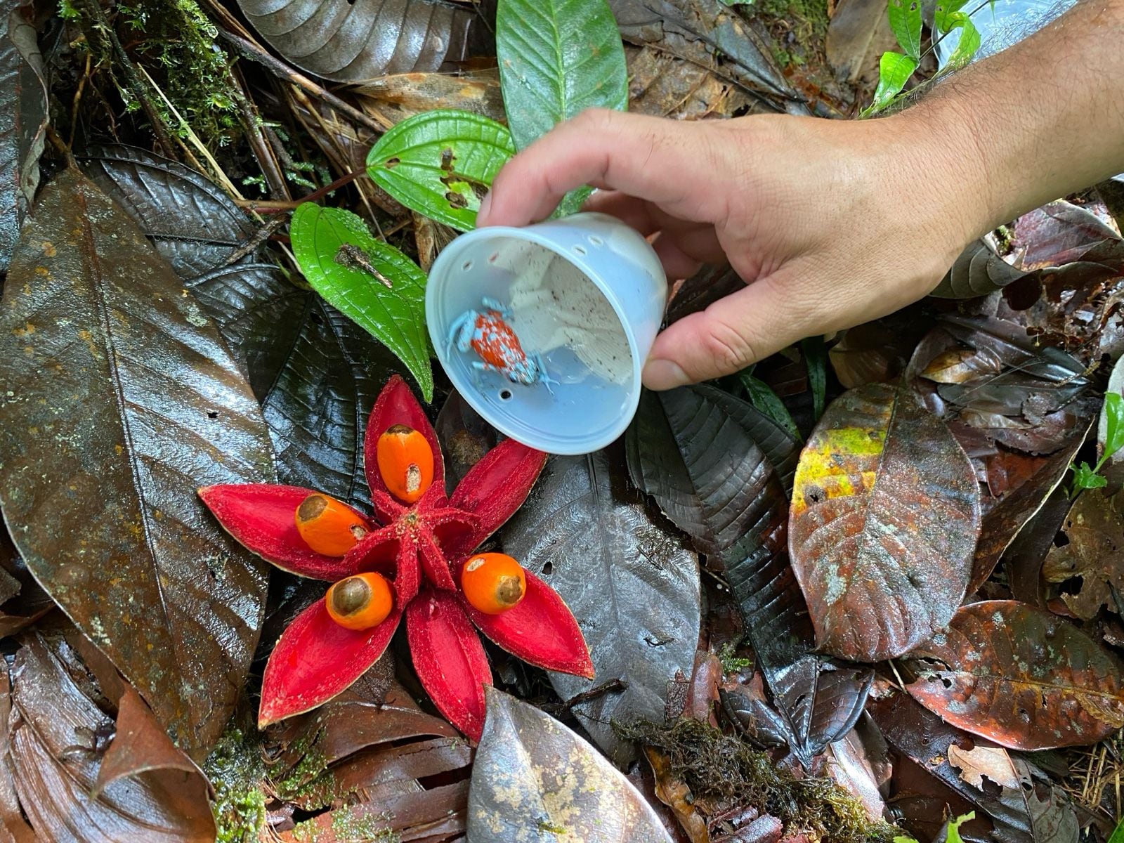 Ranas venenosas liberadas en Tumaco (Nariño).