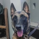 El perro Telmo