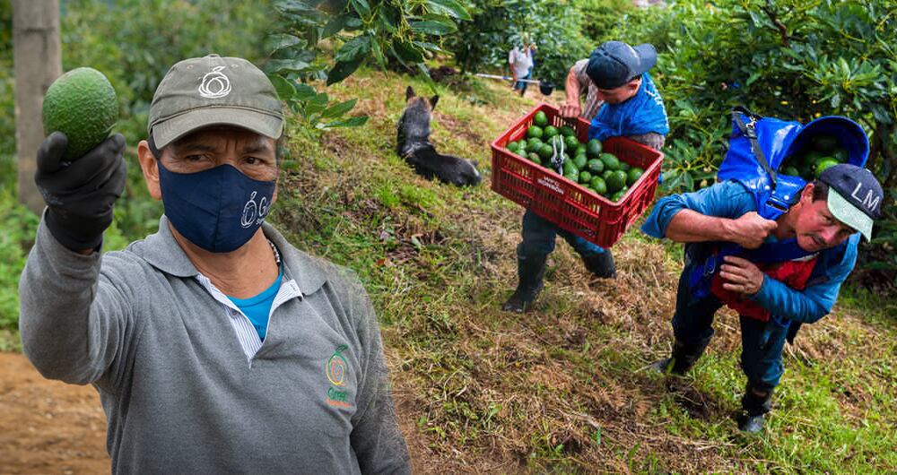 Multinacionales como Green SúperFood, Wakate o Altos del Valle se encuentran entre las 10 aguacateras más grandes de Colombia.