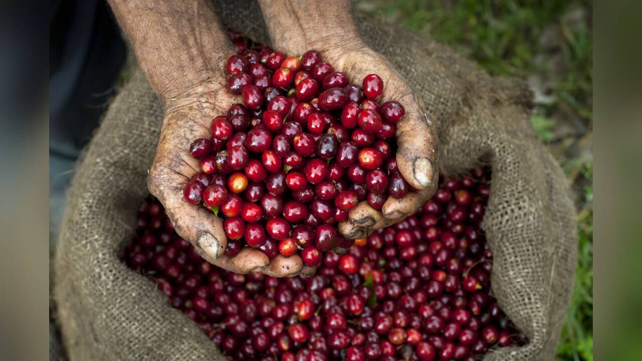 El café contiene taninos que influyen en la absorción del hierro después de las comidas, por esta razón, expertos recomiendan esperar una hora para tomar una taza de café. Foto:Gettyimages.