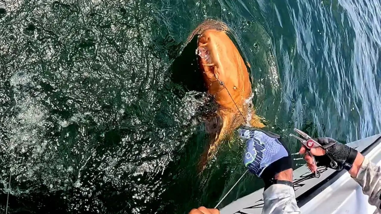 El tiburón nodriza naranja fue capturado a 37 metros de profundidad cerca del Parque Nacional Tortuguero.