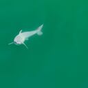 "El lugar donde dan a luz los tiburones blancos es uno de los mayores misterios de la ciencia de los tiburones", dijo el cineasta y fotógrafo especialista en vida salvaje Carlos Gauna, quien capturó el momento en cámara.. (Photo by Handout / @TheMalibuArtist / AFP) / RESTRICTED TO EDITORIAL USE - MANDATORY CREDIT "AFP PHOTO / Carlos Gauna/@TheMalibuArtist / HANDOUT" - NO MARKETING NO ADVERTISING CAMPAIGNS - DISTRIBUTED AS A SERVICE TO CLIENTS